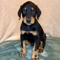 Chief, a male Doberman Pinscher and Poodle - Standard  for sale in Greensboro, NC – Photo 1 of 10