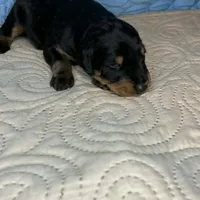 Chief, a male Doberman Pinscher and Poodle - Standard  for sale in Greensboro, NC – Photo 10 of 10