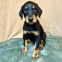 Chief, a male Doberman Pinscher and Poodle - Standard  for sale in Greensboro, NC – Photo 5 of 10
