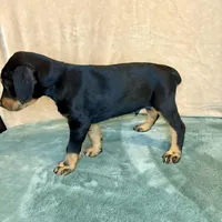 Chief, a male Doberman Pinscher and Poodle - Standard  for sale in Greensboro, NC – Photo 3 of 10