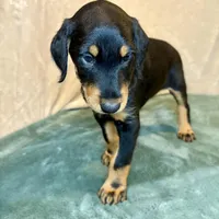 Chief, a male Doberman Pinscher and Poodle - Standard  for sale in Greensboro, NC – Photo 4 of 10