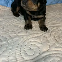 Chief, a male Doberman Pinscher and Poodle - Standard  for sale in Greensboro, NC – Photo 8 of 10