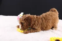 Honey, a female Miniature Goldendoodle for sale in Greensboro, NC – 3 of 10