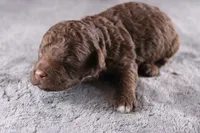 Christian, a male Miniature Goldendoodle for sale in Greensboro, NC – 3 of 7