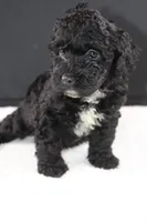 Creed, a female Miniature Goldendoodle for sale in Greensboro, NC – 5 of 7