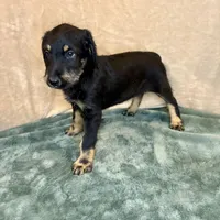 Snookie, a female Doberman Pinscher and Poodle - Standard  for sale in Greensboro, NC – Photo 3 of 10