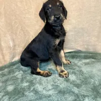 Snookie, a female Doberman Pinscher and Poodle - Standard  for sale in Greensboro, NC – Photo 5 of 10