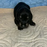 Snookie, a female Doberman Pinscher and Poodle - Standard  for sale in Greensboro, NC – Photo 10 of 10