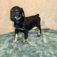 Snookie, a female Doberman Pinscher and Poodle - Standard  for sale in Greensboro, NC – Photo 6 of 10