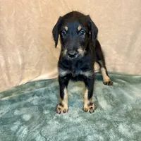 Snookie, a female Doberman Pinscher and Poodle - Standard  for sale in Greensboro, NC – Photo 2 of 10