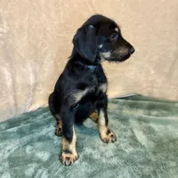 Snookie, a female Doberman Pinscher and Poodle - Standard  for sale in Greensboro, NC – Photo 4 of 10