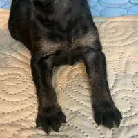 Snookie, a female Doberman Pinscher and Poodle - Standard  for sale in Greensboro, NC – Photo 9 of 10