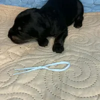 Snookie, a female Doberman Pinscher and Poodle - Standard  for sale in Greensboro, NC – Photo 8 of 10