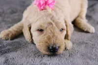 Dolly P, a female Poodle - Standard  for sale in Greensboro, NC – 10 of 10