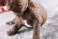 Christian, a male Miniature Goldendoodle for sale in Greensboro, NC – 6 of 7