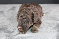 Patsy C, a female Poodle - Standard  for sale in Greensboro, NC – 3 of 8