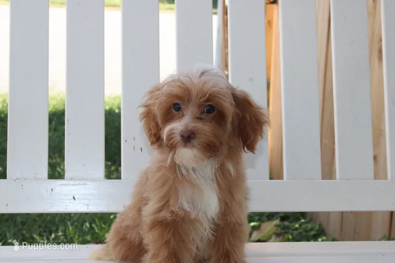 Theo – Shihpoo puppy for sale in Greensboro, NC
