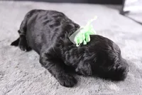 Harmony, a female Miniature Goldendoodle for sale in Greensboro, NC – 6 of 8