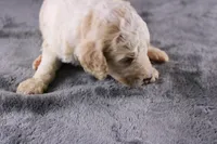 Waylon J, a male Poodle - Standard  for sale in Greensboro, NC – 8 of 10