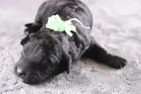 Harmony, a female Miniature Goldendoodle for sale in Greensboro, NC – 3 of 8