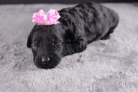 Felicity, a female Miniature Goldendoodle for sale in Greensboro, NC – 4 of 7