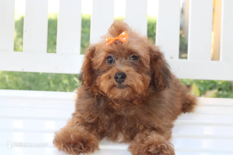 LuLu – Shihpoo puppy for sale in Greensboro, NC