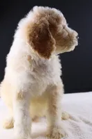 Waylon J, a male Poodle - Standard  for sale in Greensboro, NC – 4 of 8