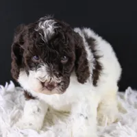 Lincoln, a male Poodle - Standard  for sale in Greensboro, NC – Photo 5 of 9