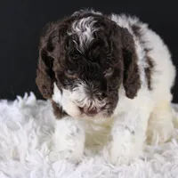 Lincoln, a male Poodle - Standard  for sale in Greensboro, NC – Photo 7 of 9