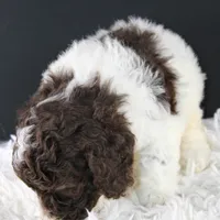 Lincoln, a male Poodle - Standard  for sale in Greensboro, NC – Photo 6 of 9