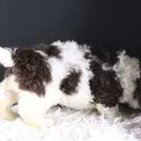 Lincoln, a male Poodle - Standard  for sale in Greensboro, NC – Photo 3 of 9