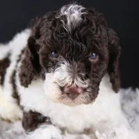 Lincoln, a male Poodle - Standard  for sale in Greensboro, NC – Photo 1 of 9