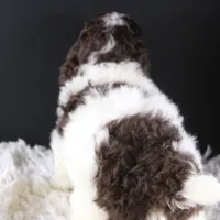 Lincoln, a male Poodle - Standard  for sale in Greensboro, NC – Photo 2 of 9