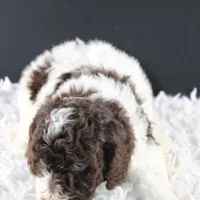 Lincoln, a male Poodle - Standard  for sale in Greensboro, NC – Photo 8 of 9