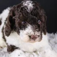 Lincoln, a male Poodle - Standard  for sale in Greensboro, NC – Photo 9 of 9