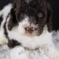 Lincoln, a male Poodle - Standard  for sale in Greensboro, NC – Photo 4 of 9