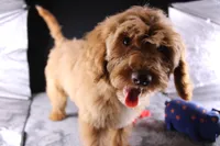 Swiper, a male Miniature Aussiedoodle for sale in Greensboro, NC – 2 of 10
