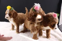 Daisy, a female Miniature Goldendoodle for sale in Greensboro, NC – 8 of 8