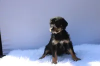 Treasure, a female Doberman Pinscher and Poodle - Standard  for sale in Greensboro, NC – Photo 3 of 6