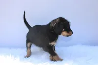 Treasure, a female Doberman Pinscher and Poodle - Standard  for sale in Greensboro, NC – Photo 2 of 6