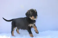 Treasure, a female Doberman Pinscher and Poodle - Standard  for sale in Greensboro, NC – Photo 4 of 6