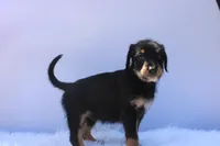 Treasure, a female Doberman Pinscher and Poodle - Standard  for sale in Greensboro, NC – Photo 6 of 6