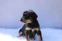Treasure, a female Doberman Pinscher and Poodle - Standard  for sale in Greensboro, NC – Photo 5 of 6