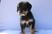 Treasure, a female Doberman Pinscher and Poodle - Standard  for sale in Greensboro, NC – Photo 1 of 6