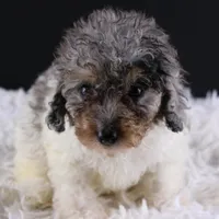 Jasper, a male Poodle - Toy  for sale in Greensboro, NC – Photo 1 of 3