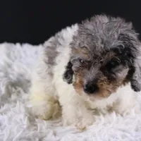 Jasper, a male Poodle - Toy  for sale in Greensboro, NC – Photo 2 of 3