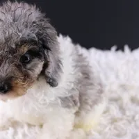 Jasper, a male Poodle - Toy  for sale in Greensboro, NC – Photo 3 of 3