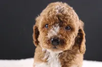 Brewster, a male Miniature Goldendoodle for sale in Greensboro, NC – 2 of 7