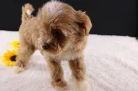 Theo, a male Shihpoo for sale in Greensboro, NC – 4 of 10