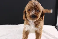Brewster, a male Miniature Goldendoodle for sale in Greensboro, NC – 5 of 7